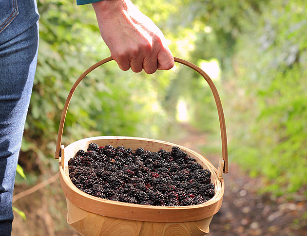 Chuť končícího léta a hedvábný příslib podzimu. Ostružiny podle foodblogerek