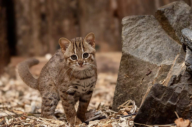Vzácná kočka cejlonská je nejmenší na světě, v Ostravě přivedla na svět mládě