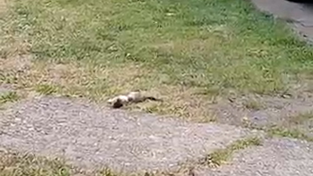 Problematický chov desítek koček na Karlovarsku řeší policisté i veterináři