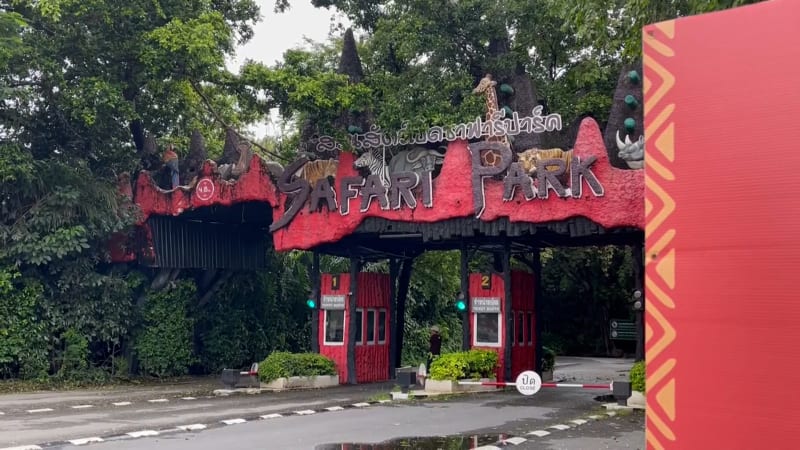 Ošetřovatele v thajském safari parku rozsápali lvi. Hrůze přihlíželi návštěvníci