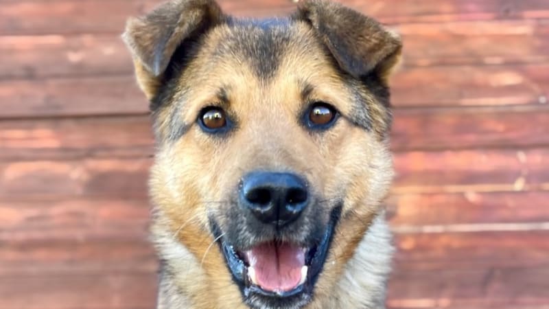 Jak vybrat pejska: Papírový chov nebo útulkový kříženec, nic mezi tím!