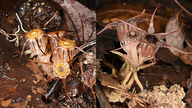 Olomoučtí vědci objevili na Borneu další dva dosud neznámé druhy hvězdnatek