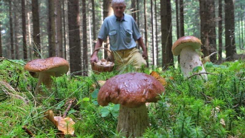 Podzimní houbařská sezóna je v plném proudu. Podívejte se na mapu, kde nejvíc rostou