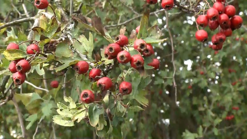 Šípků je letos všude plno. Při přípravě čaje ale lidé zbytečně chybují, říká bylinkářka