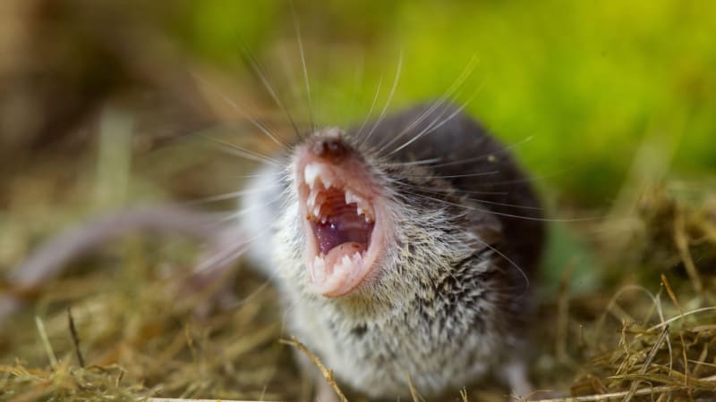 Německem se šíří nebezpečný virus. Přenášejí ho malí hlodavci, několik lidí již zemřelo