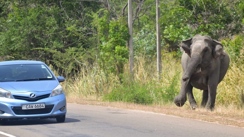 Poslanec narazil autem do slona. Zvíře na něj zaútočilo, zimbabwský politik zraněním podlehl 