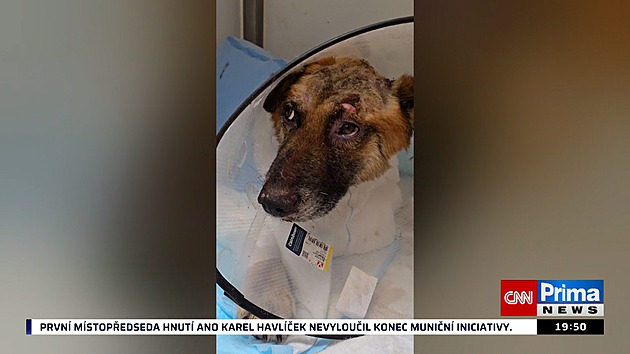 Psa v Rakovníku patrně někdo poléval žíravinou, zvíře podstupuje náročnou léčbu