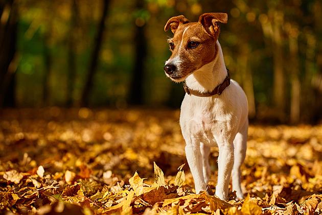 Nejroztomilejší mazlíčci vyhráli prémiové české granule, hlasující knížky