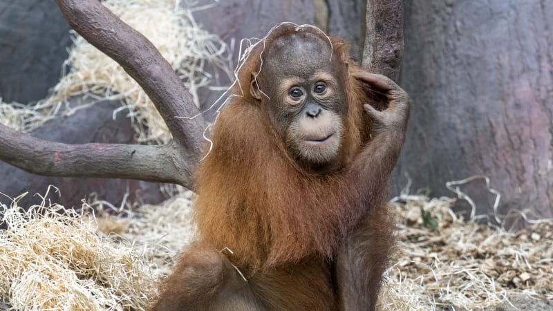 V pražské zoo utonulo mládě orangutana. Pětiletý Kawi spadl do vodního příkopu