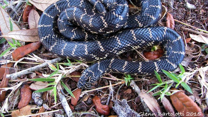 Nejhorší noční můra: Mladou maminku pokousal v posteli had, schovával se pod polštářem