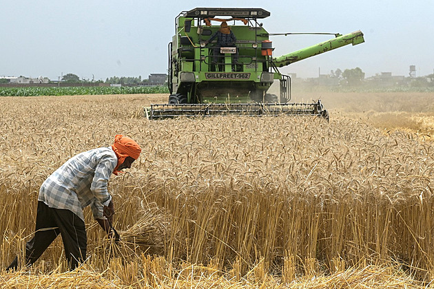 Cena pšenice skokově vzrostla. Na vině je počasí i geopolitika