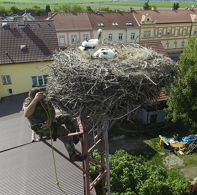 Čapí akce Kulový blesk. Čtyři osiřelá mláďata mají po týdnu adoptivní rodiče