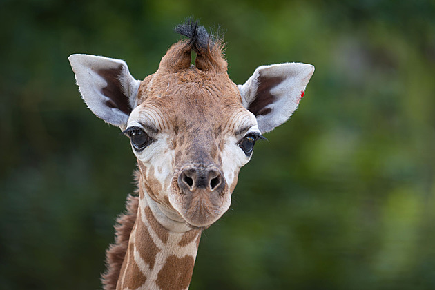 V olomoucké zoo se narodilo mládě vzácné žirafy. Dospělý samec váží až dvě tuny